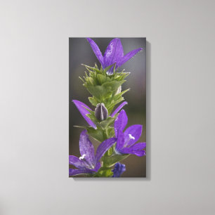 Purple Delight Gallery Canvas Wrap Print