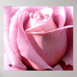 Purple delight poster