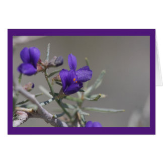 Purple desert wildflower