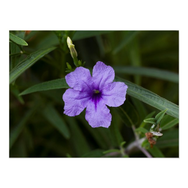 Purple Dwarf Mexican Petunia Print (Front)