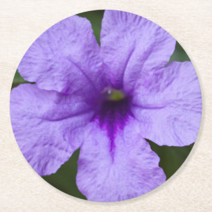 Purple Dwarf Mexican Petunia Round Paper Coaster