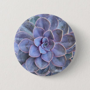 Purple Echeveria Succulents 2 Inch Round Button
