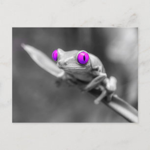 Purple-eyed frog postcard