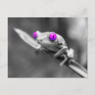 Purple-eyed frog postcard