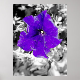 Purple fever poster