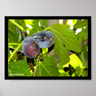 Purple Figs in Tree Poster