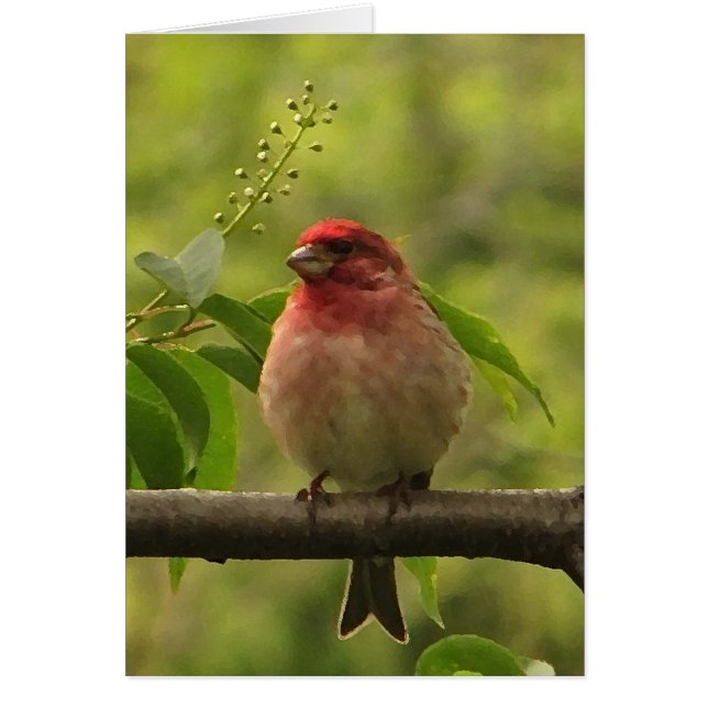 Purple Finch  Blank Card (Front)