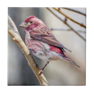 Purple Finch Ceramic Photo Tile