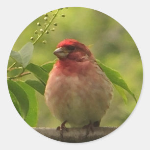 Purple Finch Classic Round Sticker