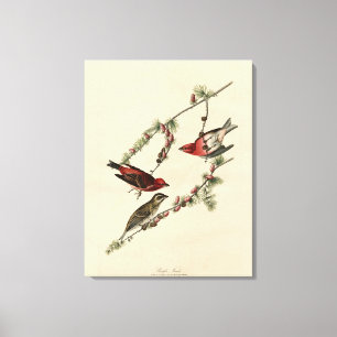 Purple Finch - John J. Audubon's Birds of America Canvas Print