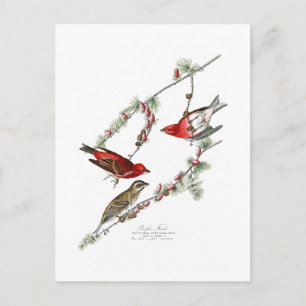 Purple Finch John James Audubon Birds of America Postcard