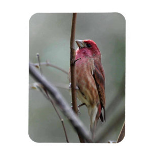 Purple Finch Magnet
