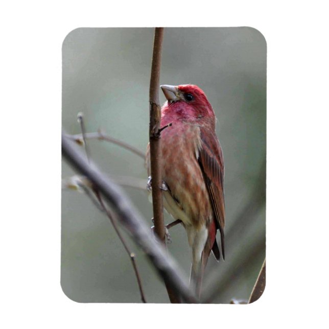 Purple Finch Magnet (Vertical)