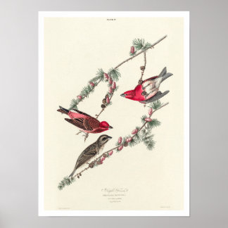 Purple Finch par Audubon Poster