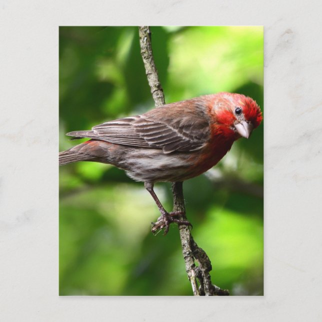 Purple Finch Postcard (Front)