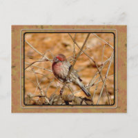 Purple Finch Postcard