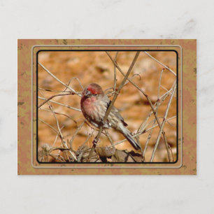 Purple Finch Postcard