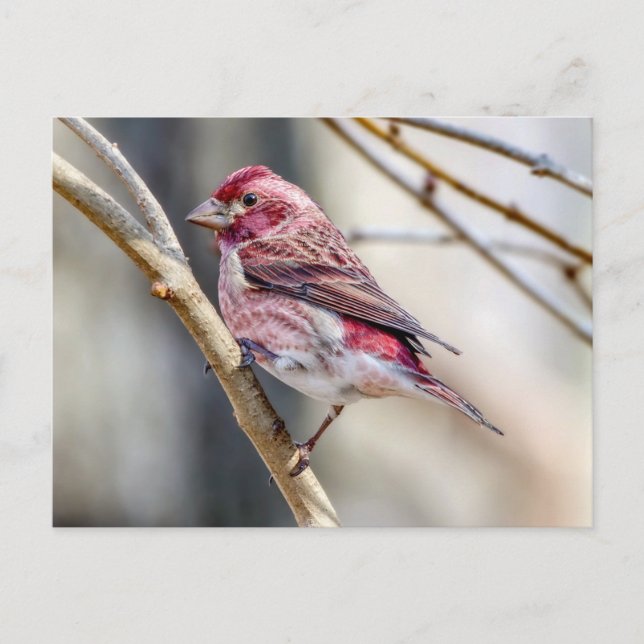 Purple Finch Postcard (Front)
