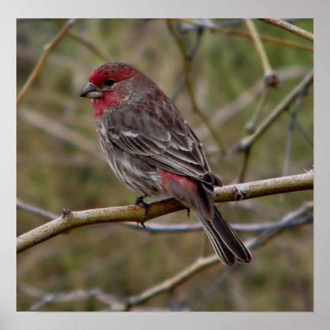 Purple finch print (Front)