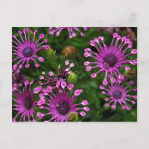 Purple Firework Flowers Postcard