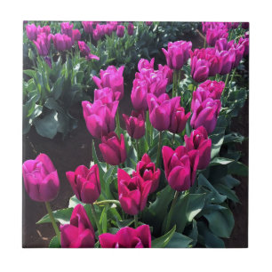 Purple Flag Tulips, Oregon Tile