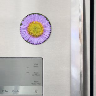 Purple Fleabane Daisy Floral Magnet