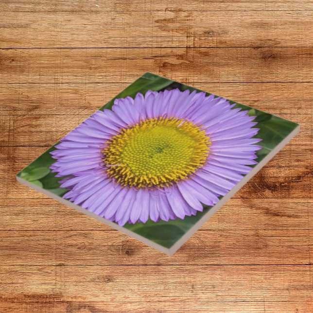 Purple Fleabane Daisy Floral Tile (In Situ)