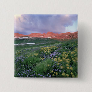 Purple Fleabane (erigeron peregrinus) and Yellow 2 Inch Square Button