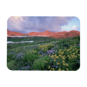 Purple Fleabane (erigeron peregrinus) and Yellow Magnet