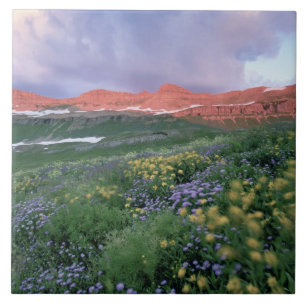 Purple Fleabane (erigeron peregrinus) and Yellow Tile