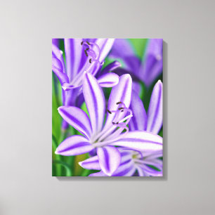 Purple Floral African Daisy Flower Pretty Nature Canvas Print