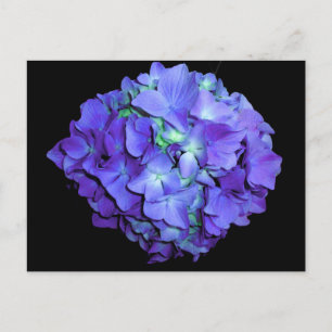 Purple floral teal floral hydrangea  postcard