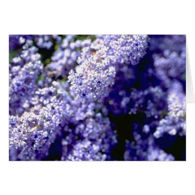 Purple Flower (Front Horizontal)