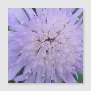 Purple flower