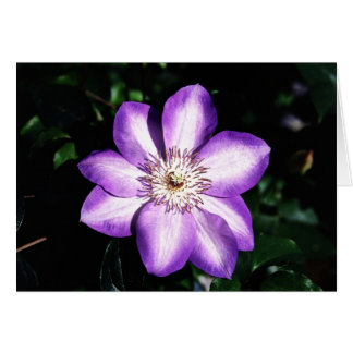 Purple Flower