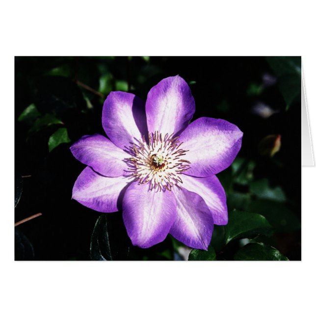 Purple Flower (Front Horizontal)