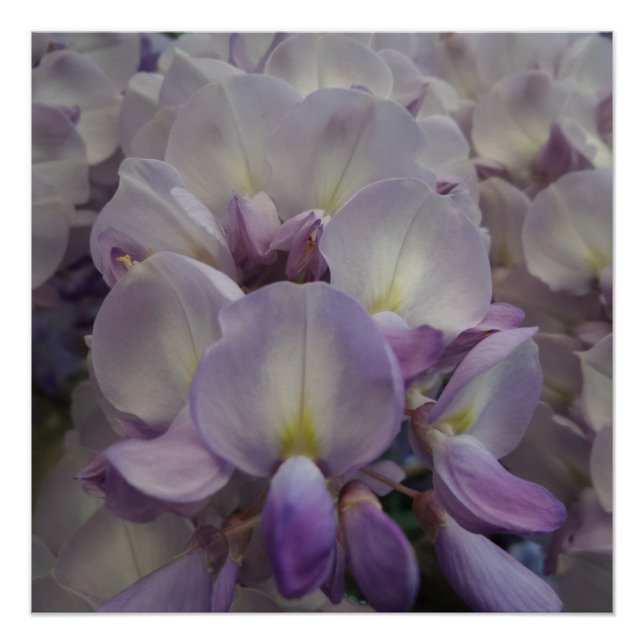 Purple Flower 20" x 20",Poster Paper,Semi-Gloss Poster (Front)