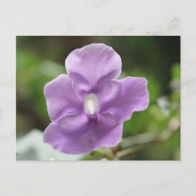 Purple Flower # 3 Postcard (Front)