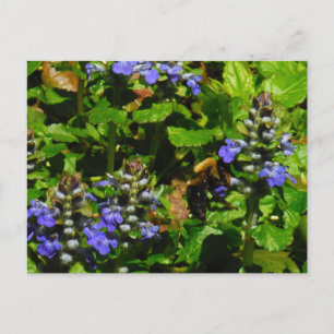 Purple Flower and Bumble Bee Postcard