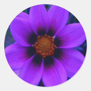 Purple Flower at Dusk Classic Round Sticker