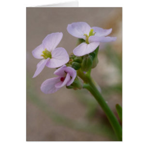 Purple Flower Card