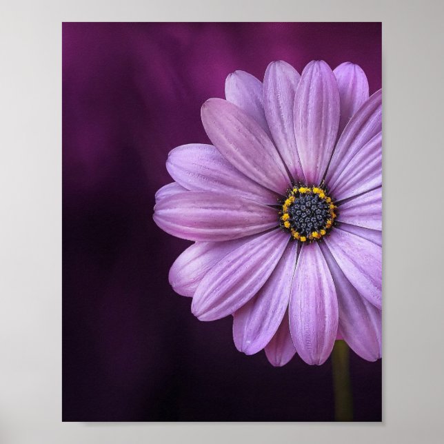 Purple Flower in Bloom Poster (Front)