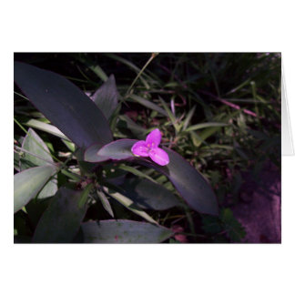 Purple Flower in Shade