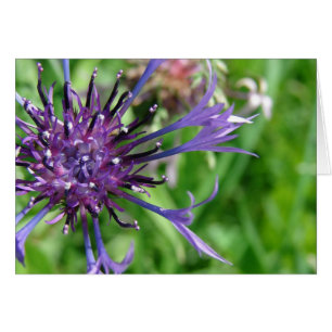Purple Flower Macro Photo