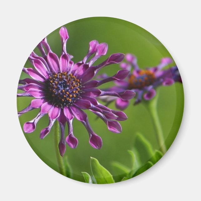 purple flower magnet (Front)