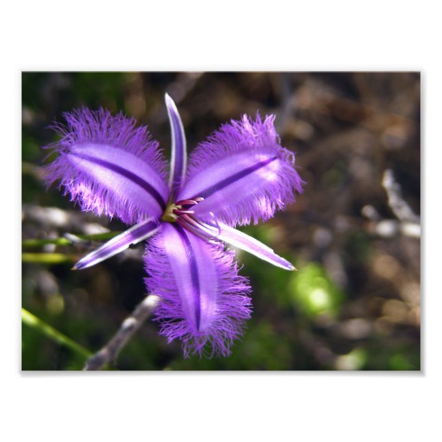 Purple Flower Photo Print (Front)