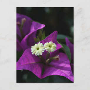 Purple Flower Postcard