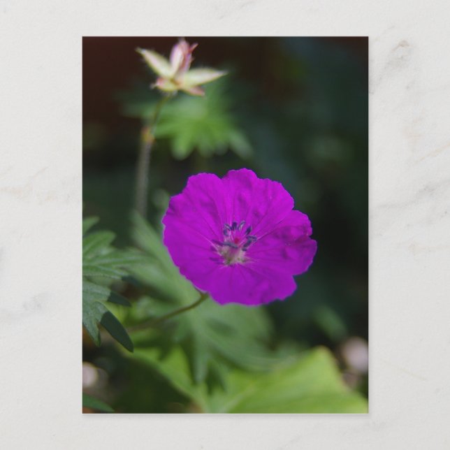Purple Flower Postcard (Front)