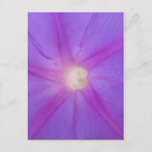 Purple flower postcard