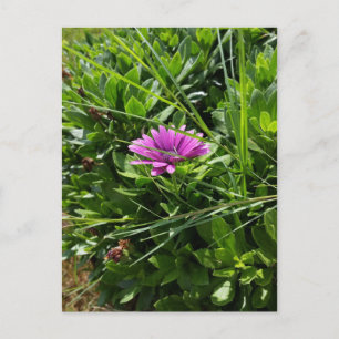 Purple Flower Postcard